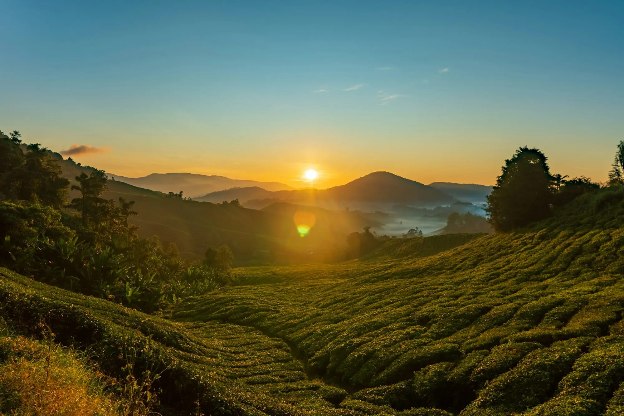 The tea estates of the Cameron Highlands