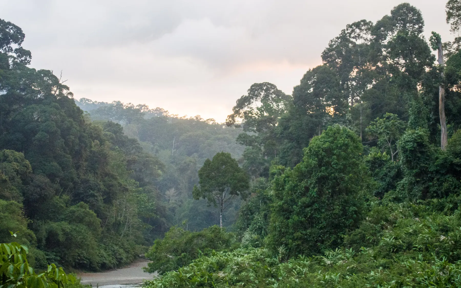 Danum Valley in morning mist