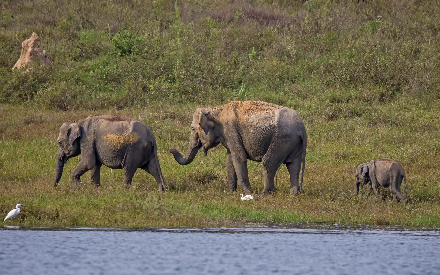 The herd at the water