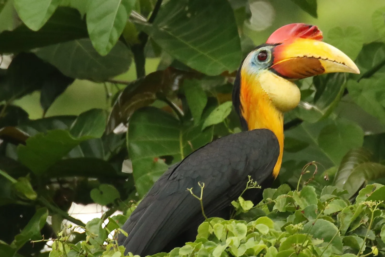 A hornbill in the Langkawi canopy