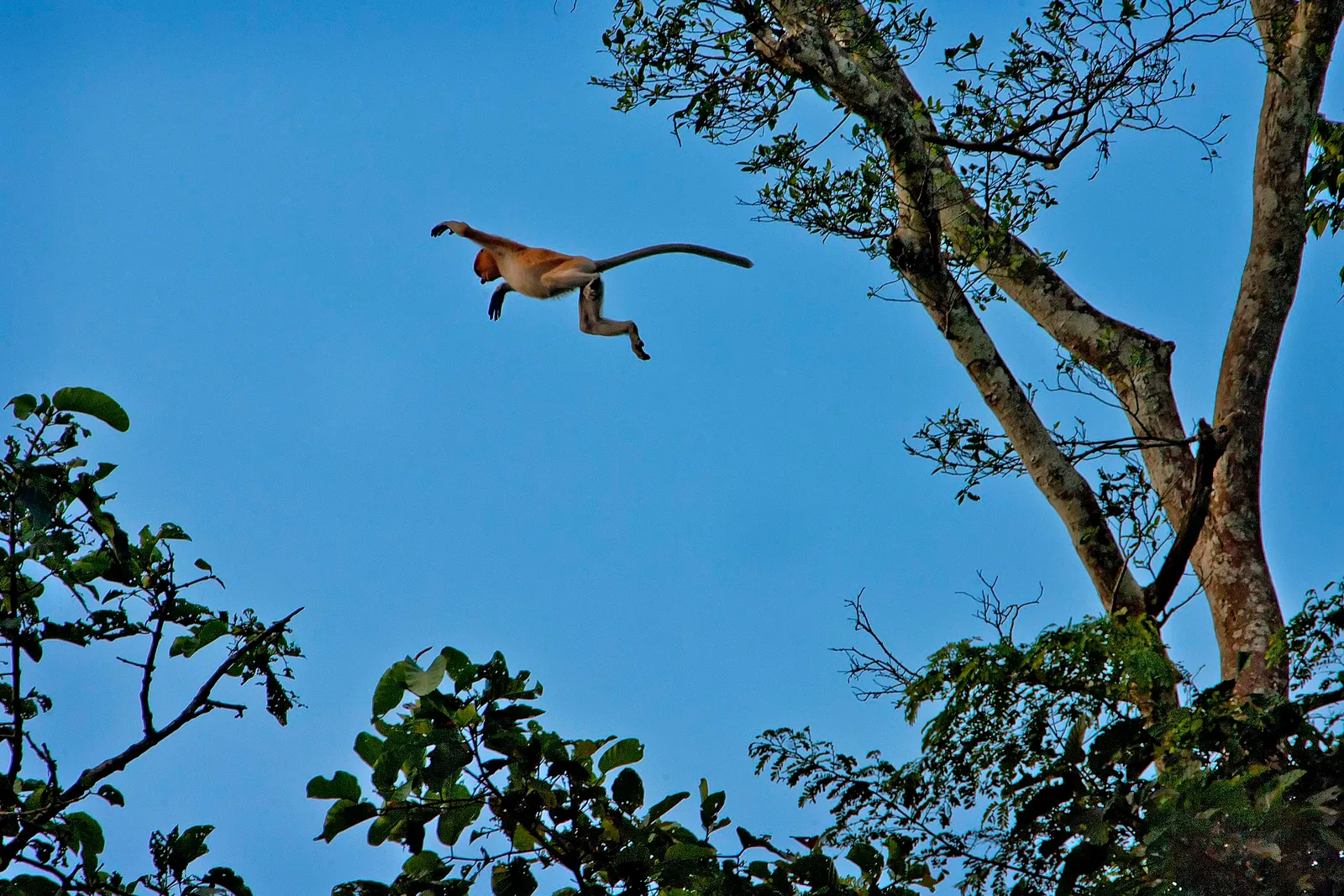 Over the Kinabatangan, Borneo