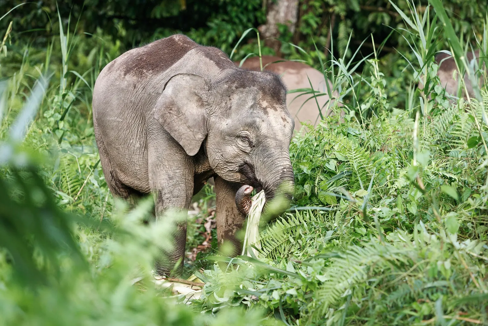 A Bornean pygmy elephant at the treeline