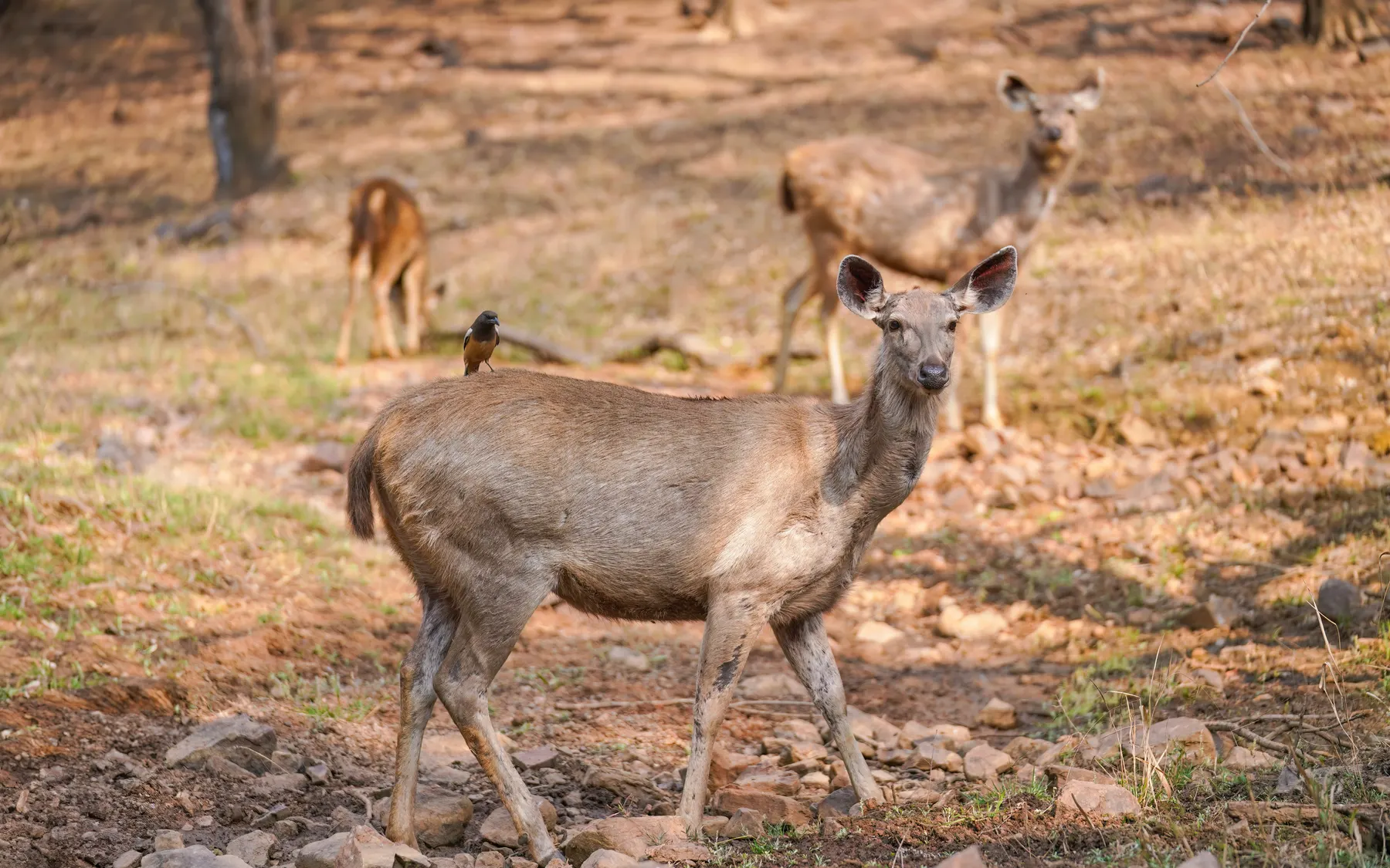 Sambar in the dry forest