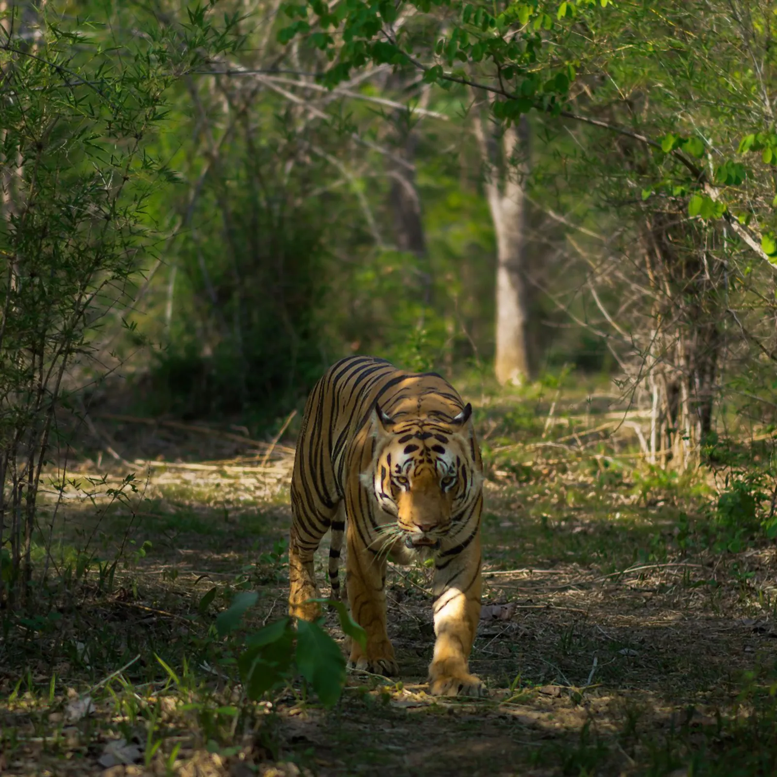 Ranthambore, the dry forest at dawn